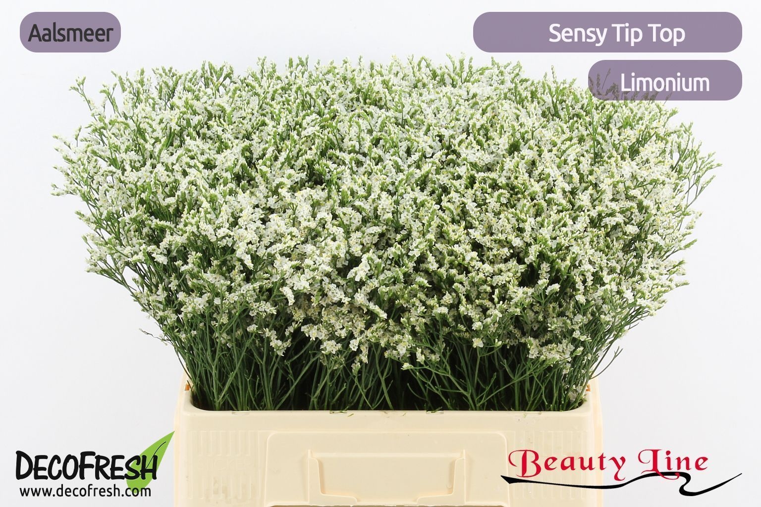 Limonium Sin Tip Top 60cm 25gram