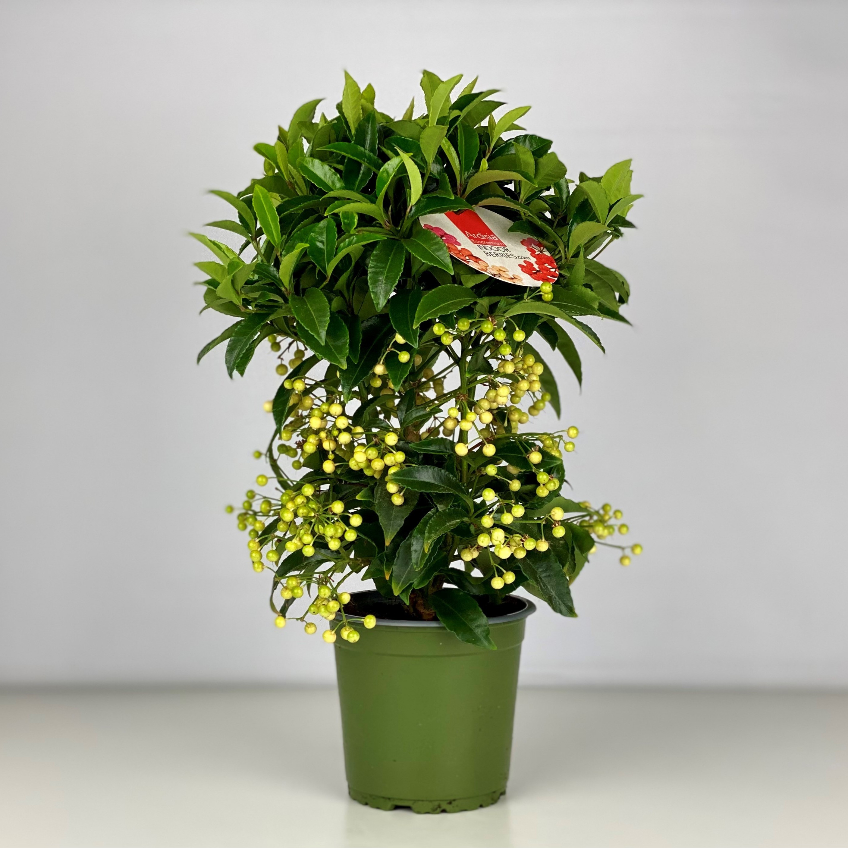 Picture of Ardisia crenata Bospremium White 2024 P14 40CM