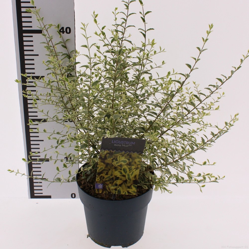 Ligustrum ibota 'Musli'