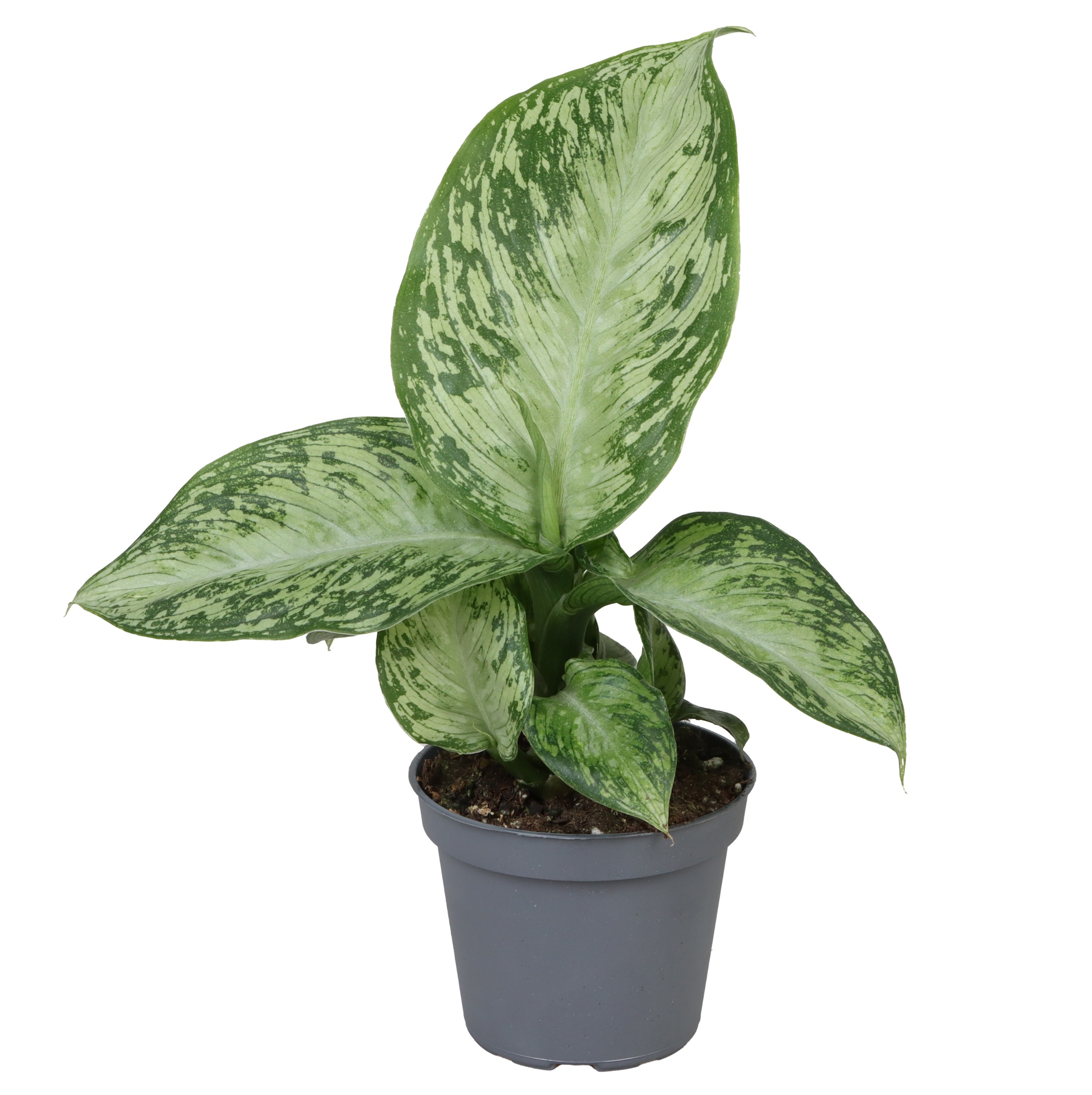 Picture of Dieffenbachia Snow P6 15CM