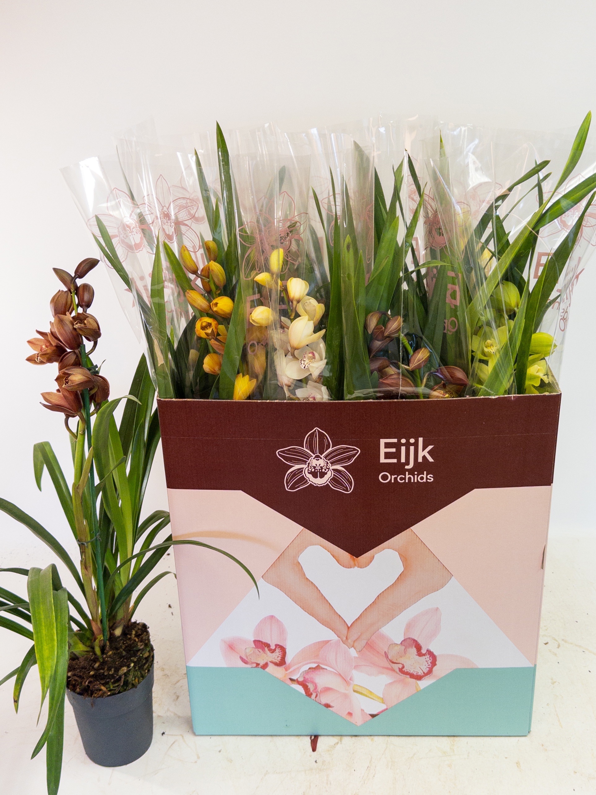 Cymbidium Asst Sp Orchids