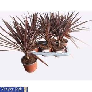 Cord Ov Aus Red St 17Ø 50cm