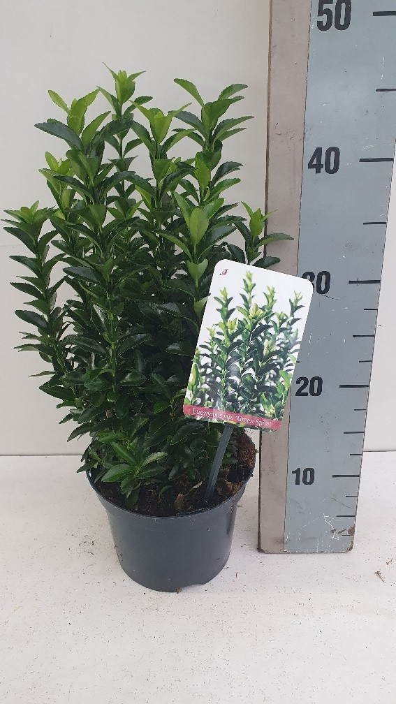 Picture of Euonymus jap Green Spire P17 (2 Ltr) (LOOSE)