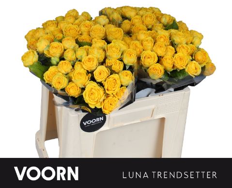 Rosa Spr Luna Trendsetter 50cm