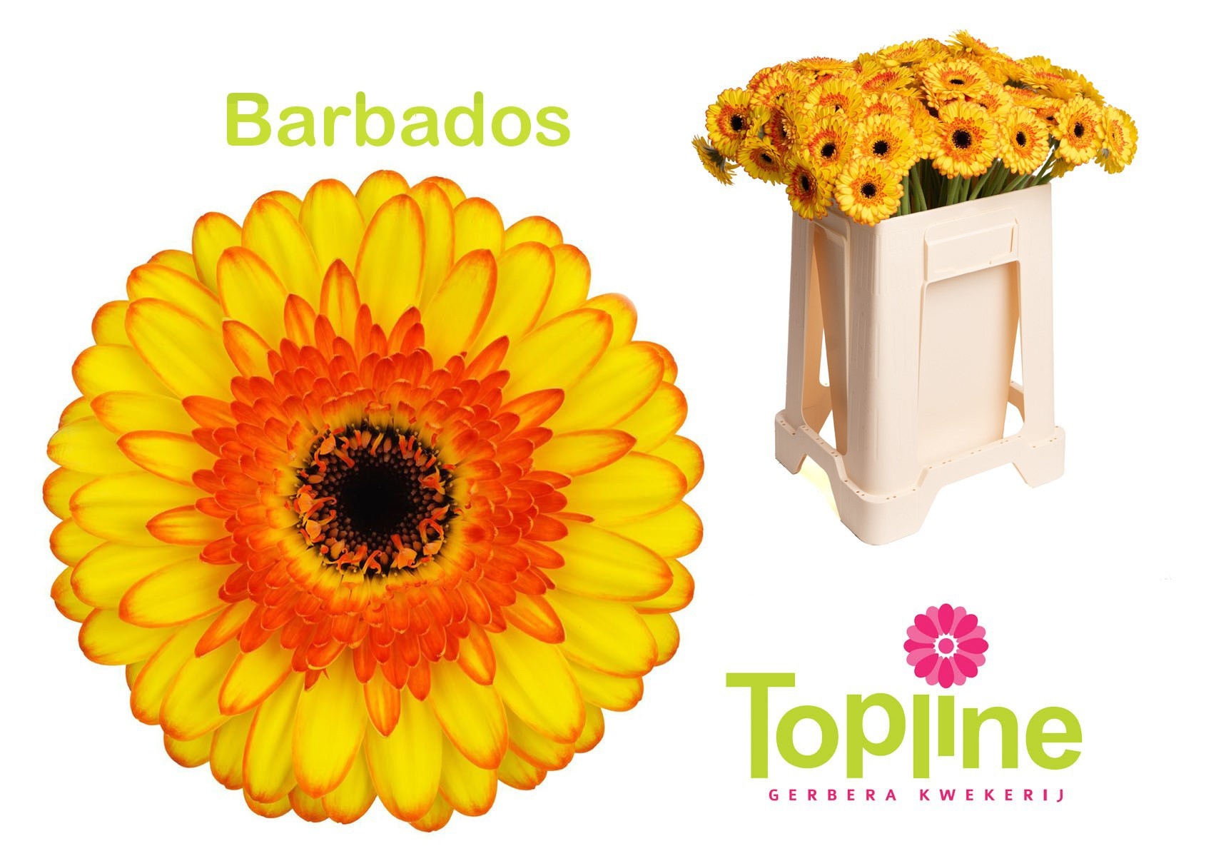 Ge Mi Barbados