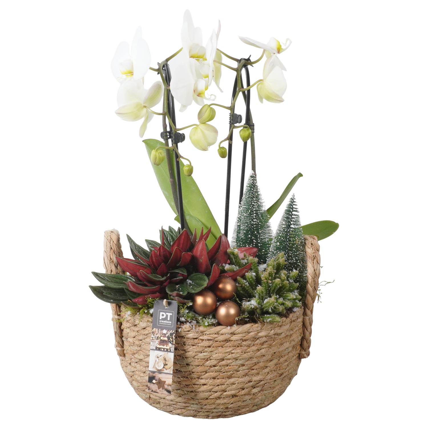 Picture of PTKB9347 Arrangement X-Mas in grass basket P25 52CM