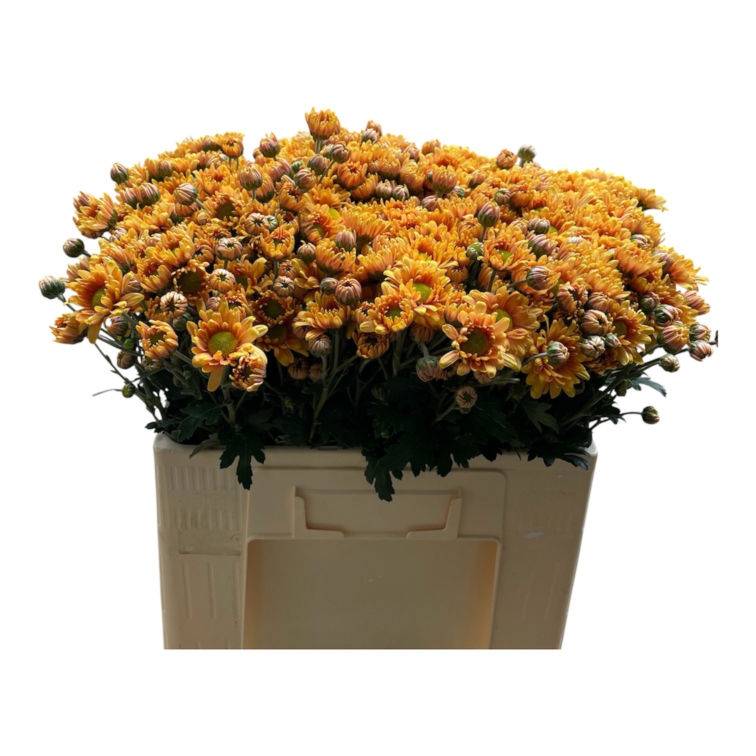 Chrysant Tbu Danielle Bro 50cm 55gram