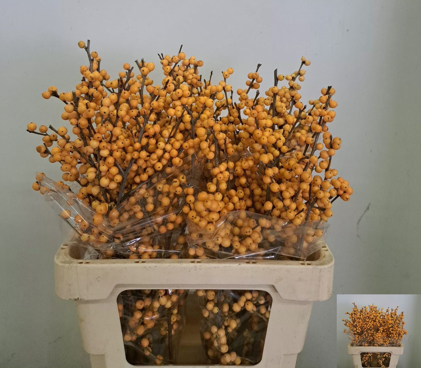 Ilex Golden Verboom 60cm