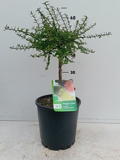 Citrus australasica