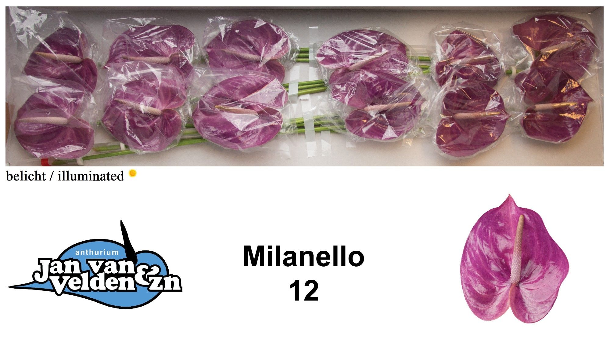Anth A Milanello