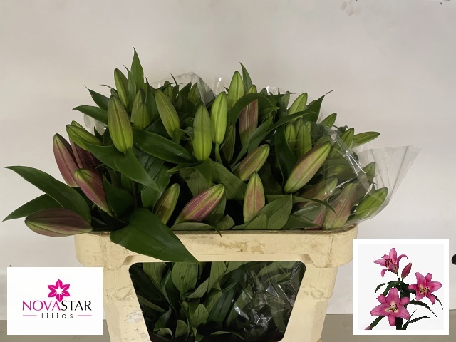 Li Ot Dorcey 70cm 3/5bl
