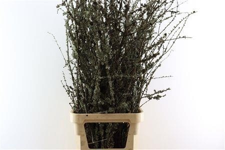 Larix Doos