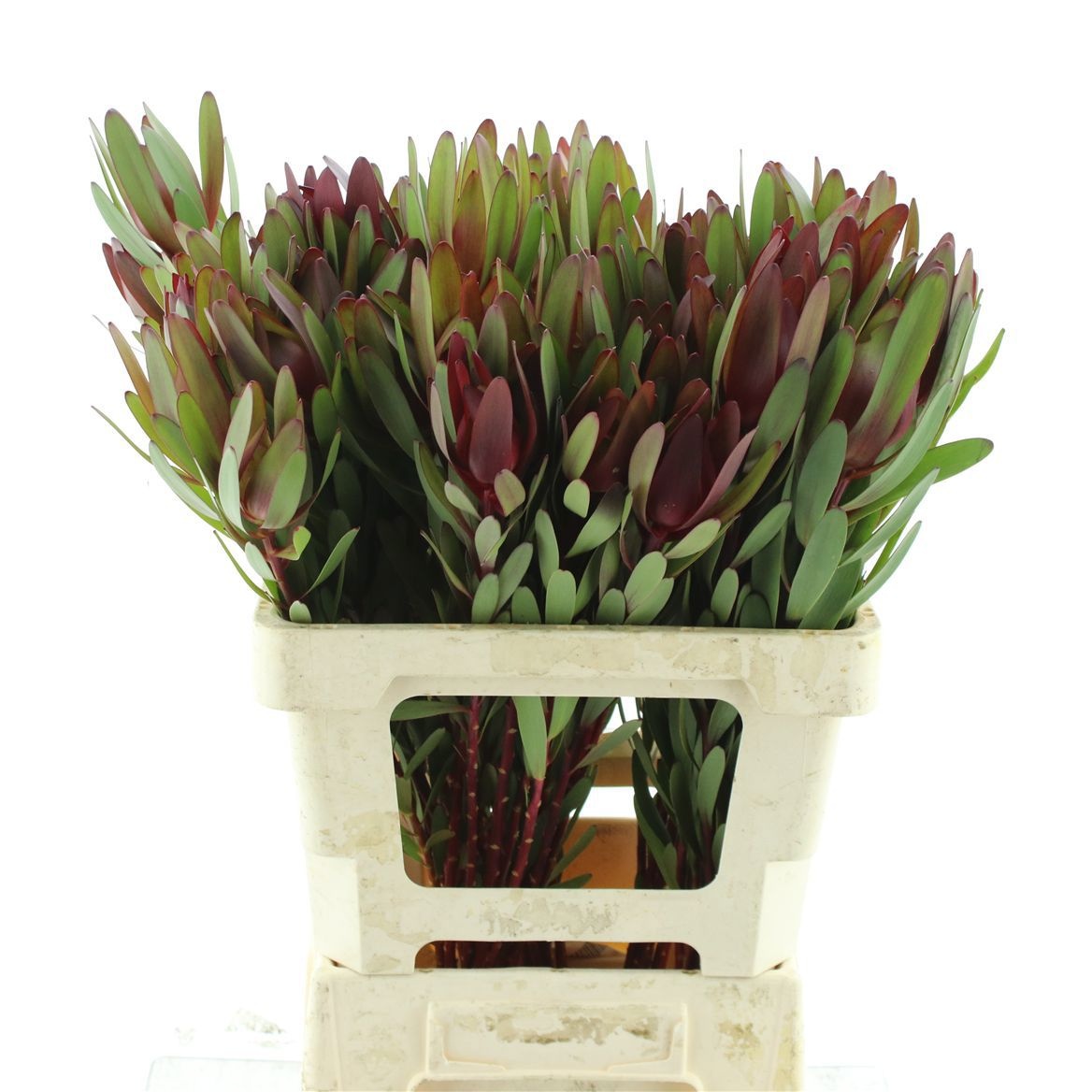 Leucadendron Safari Sunset 60cm