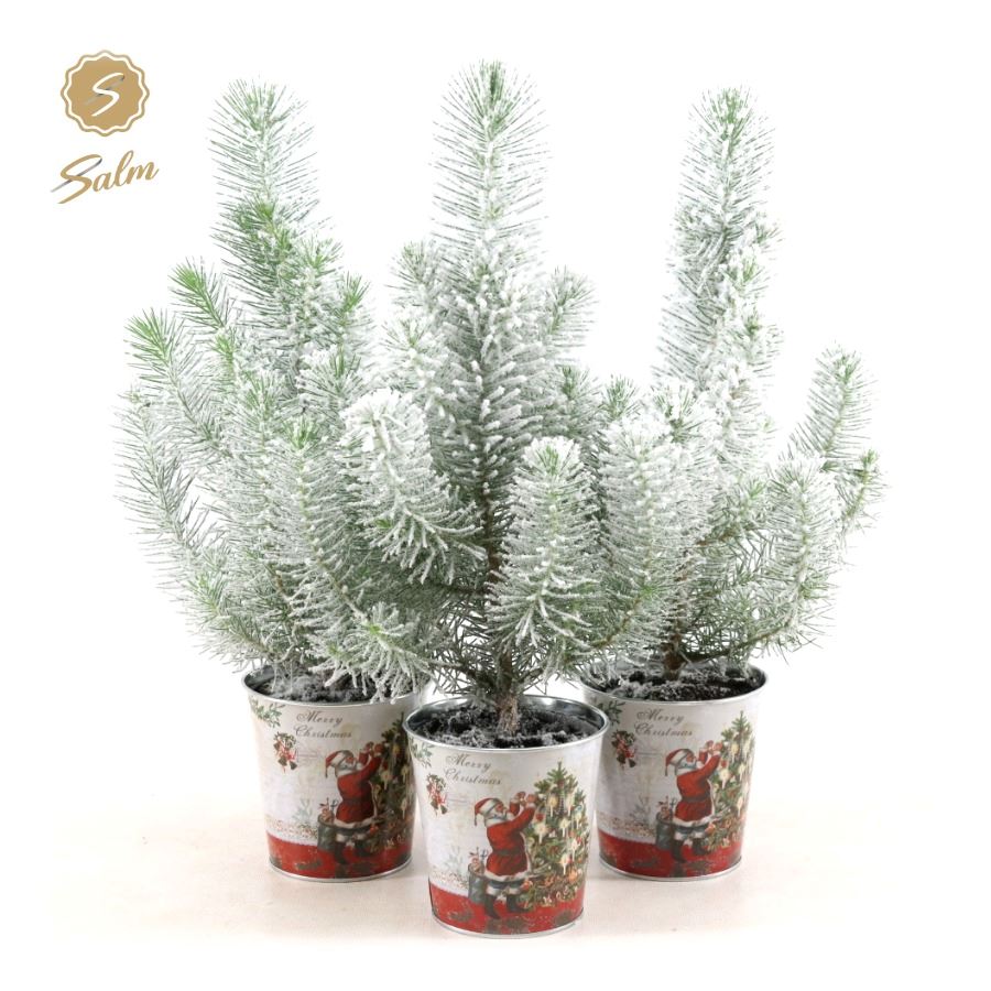 Picture of Pinus pinea 'Silver Crest' P10,5 in Zinc Santa + Snow