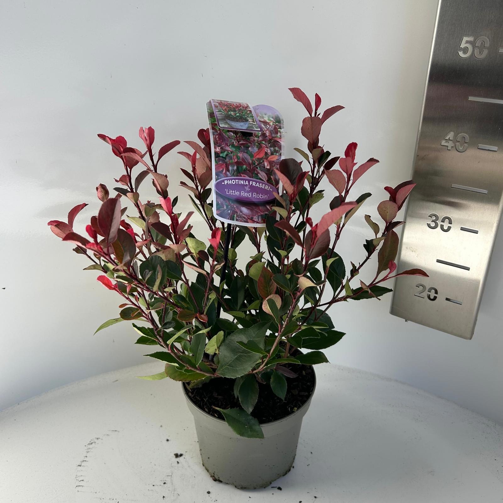 Picture of Photinia fraseri 'Little Red Robin'