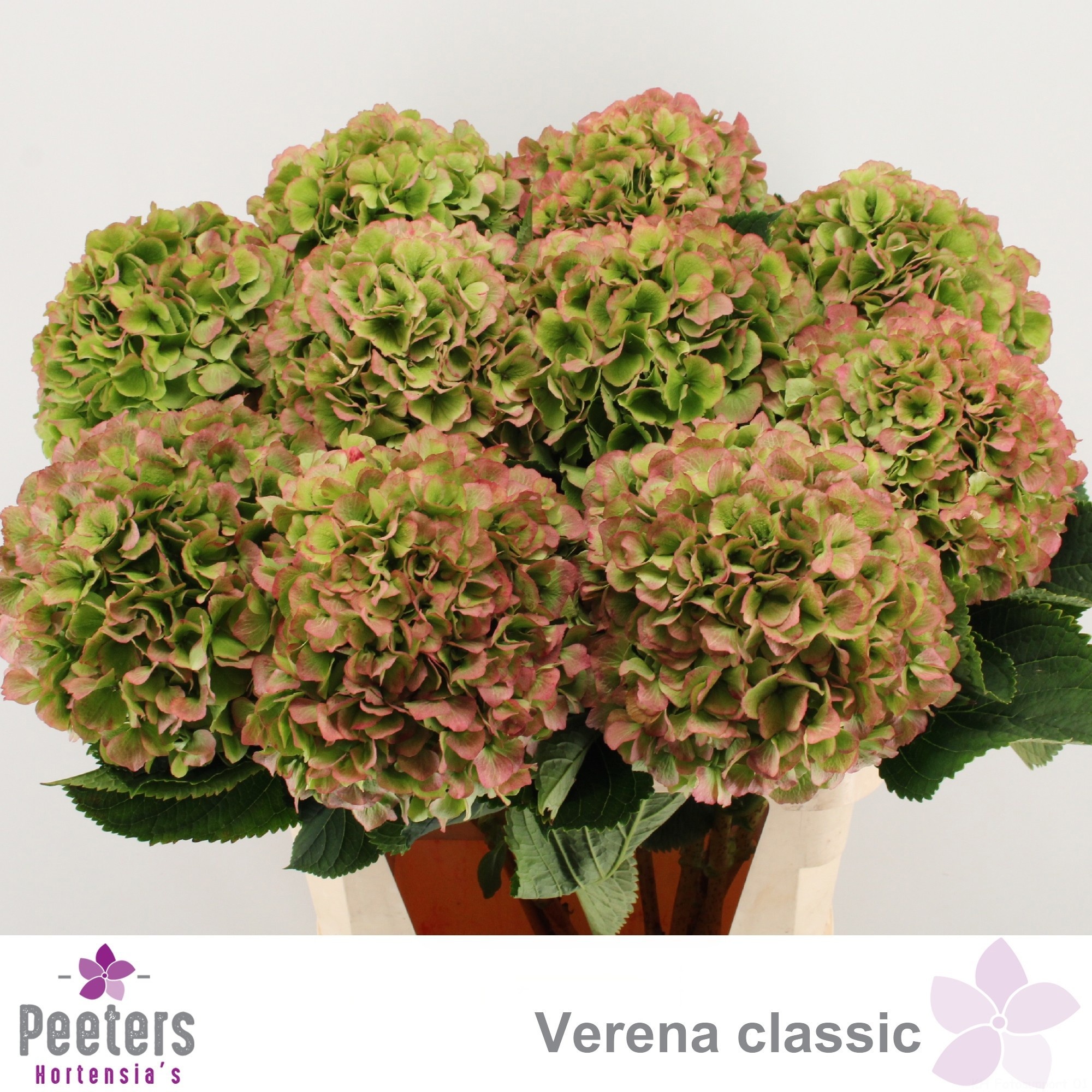 Hydrangea Verena Classic Pink 80cm 24Ø