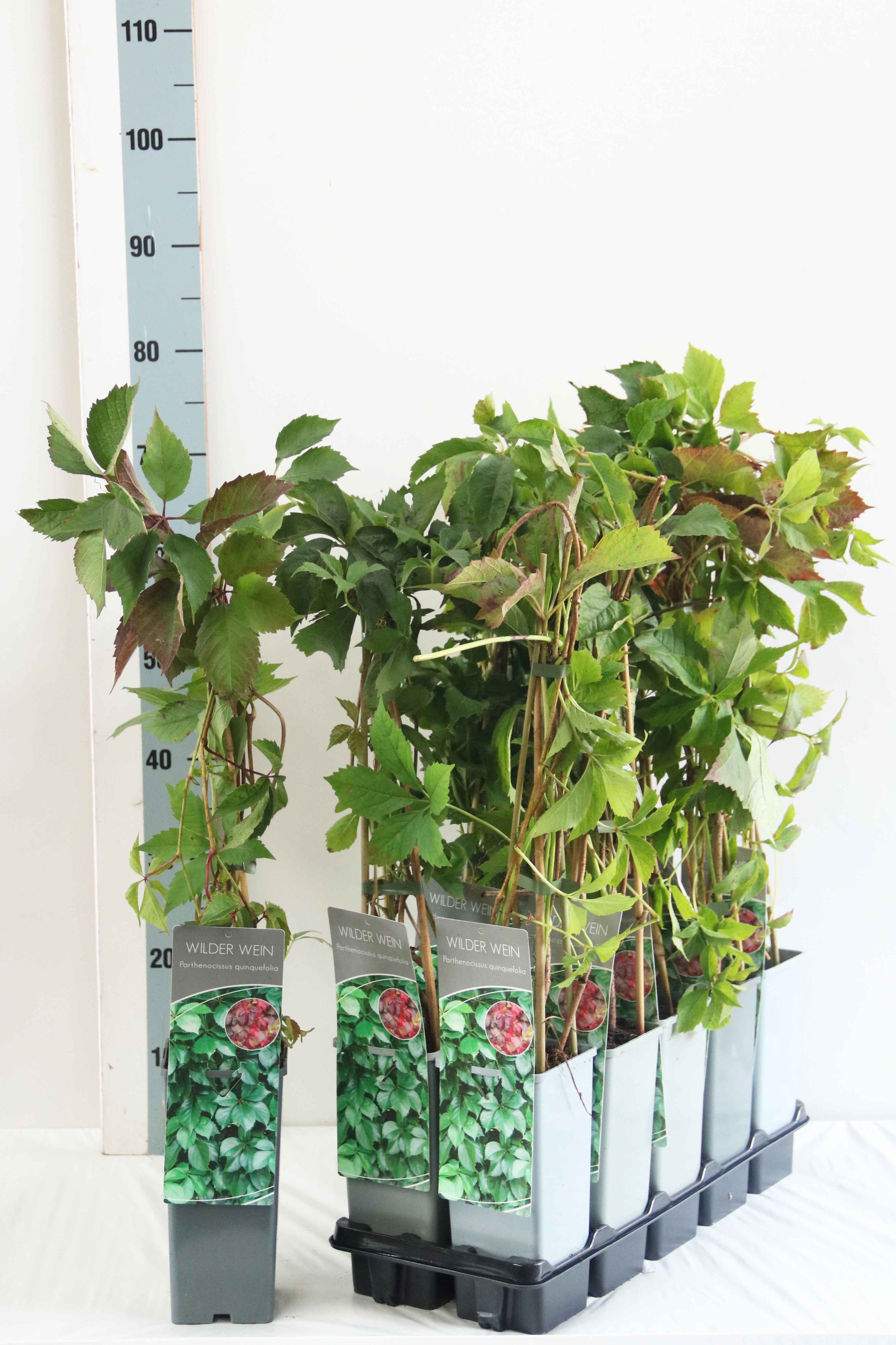Parthenocissus quinquefolia