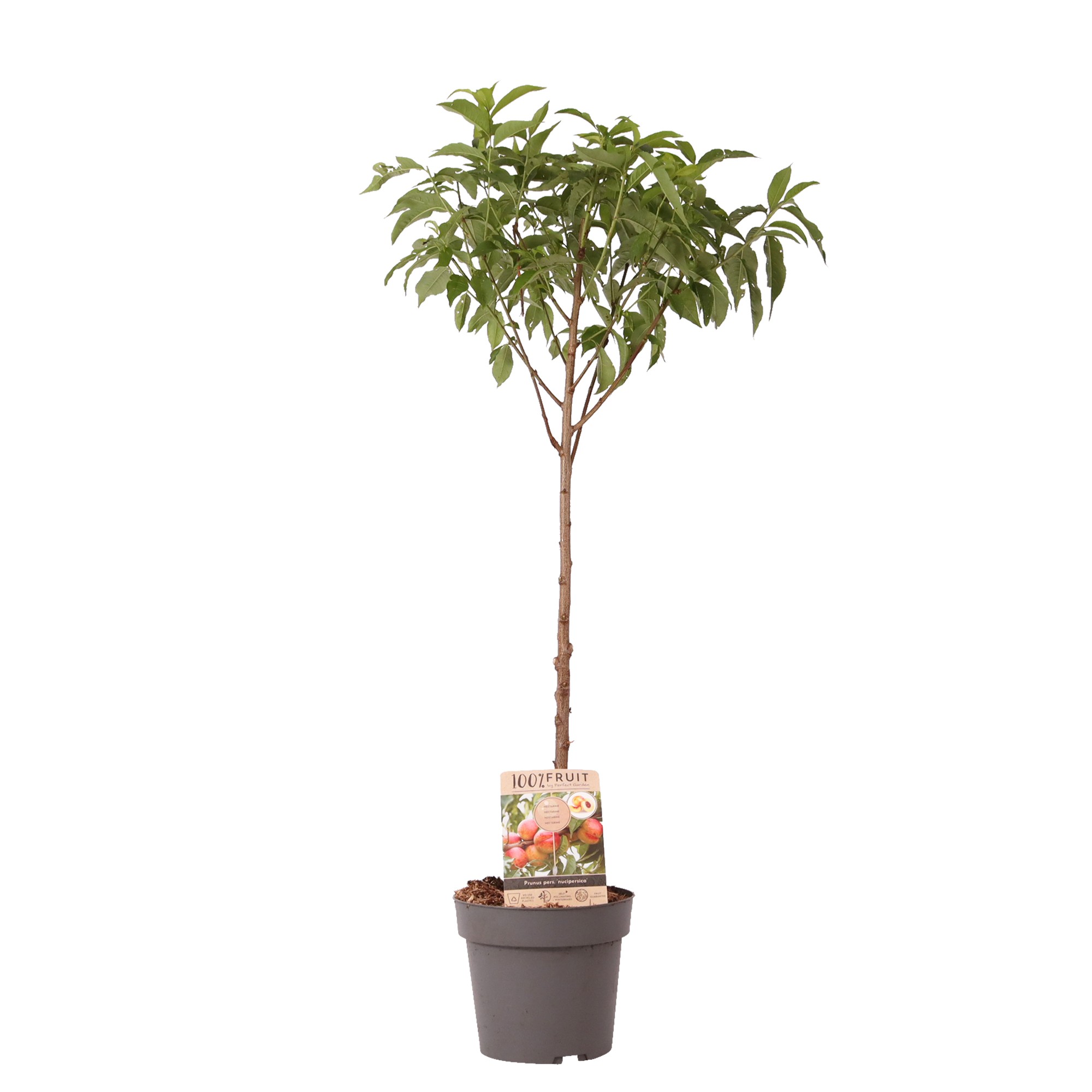 Picture of Prunus nuc. Nectarine P21 (4 Ltr) Patio-Trees