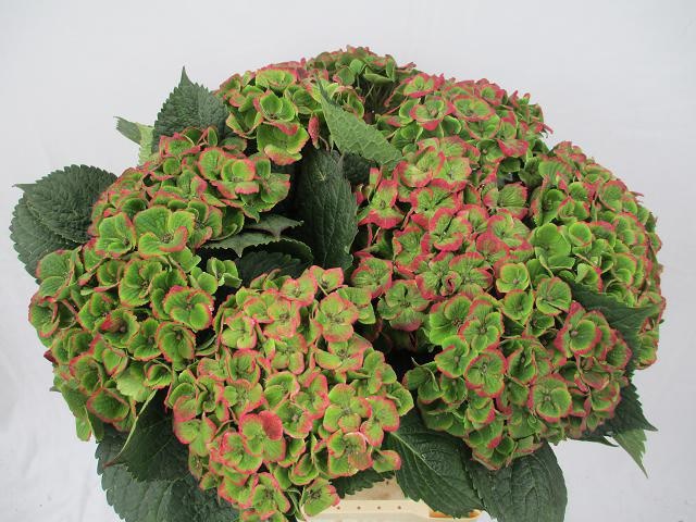Hydrangea Amathyst 40cm 17Ø