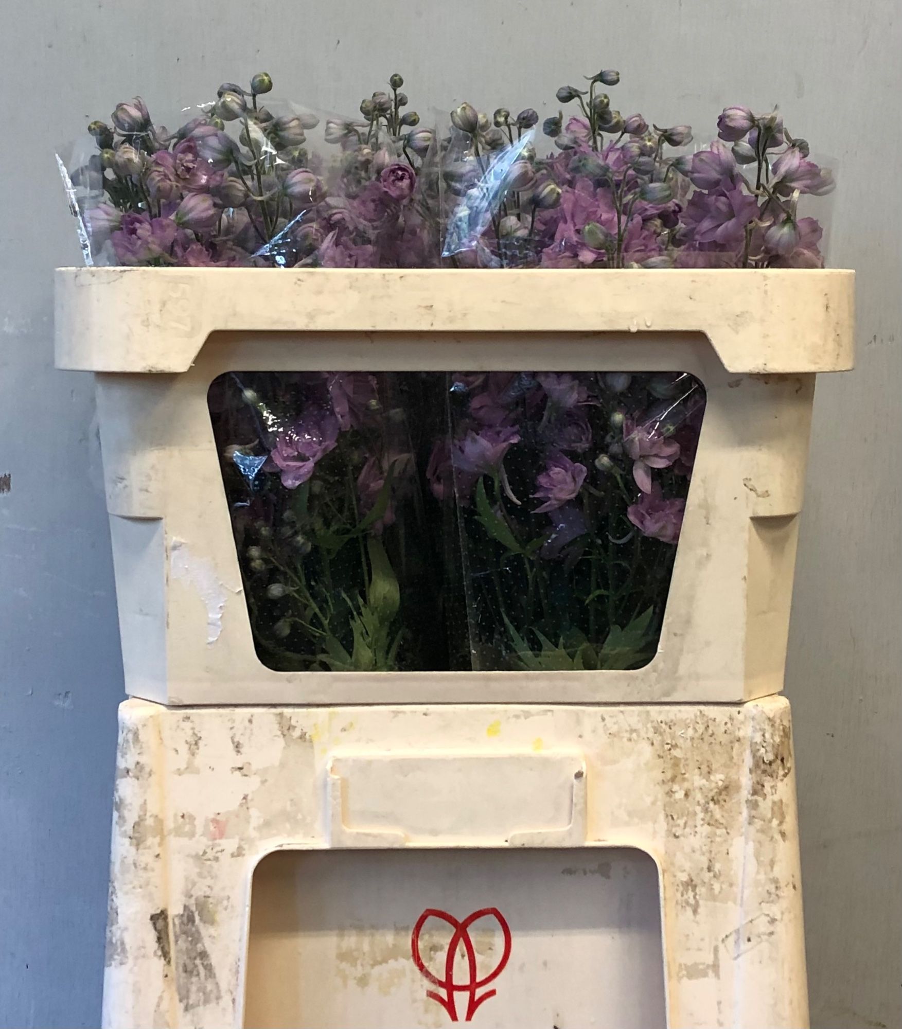 Delphinium El Double Dewi Melody 70cm