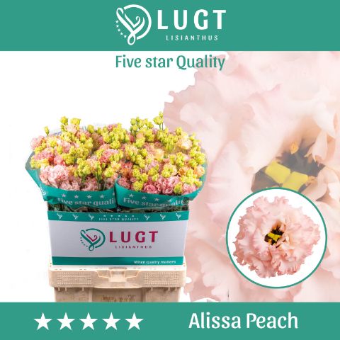Eus G Alissa Peach