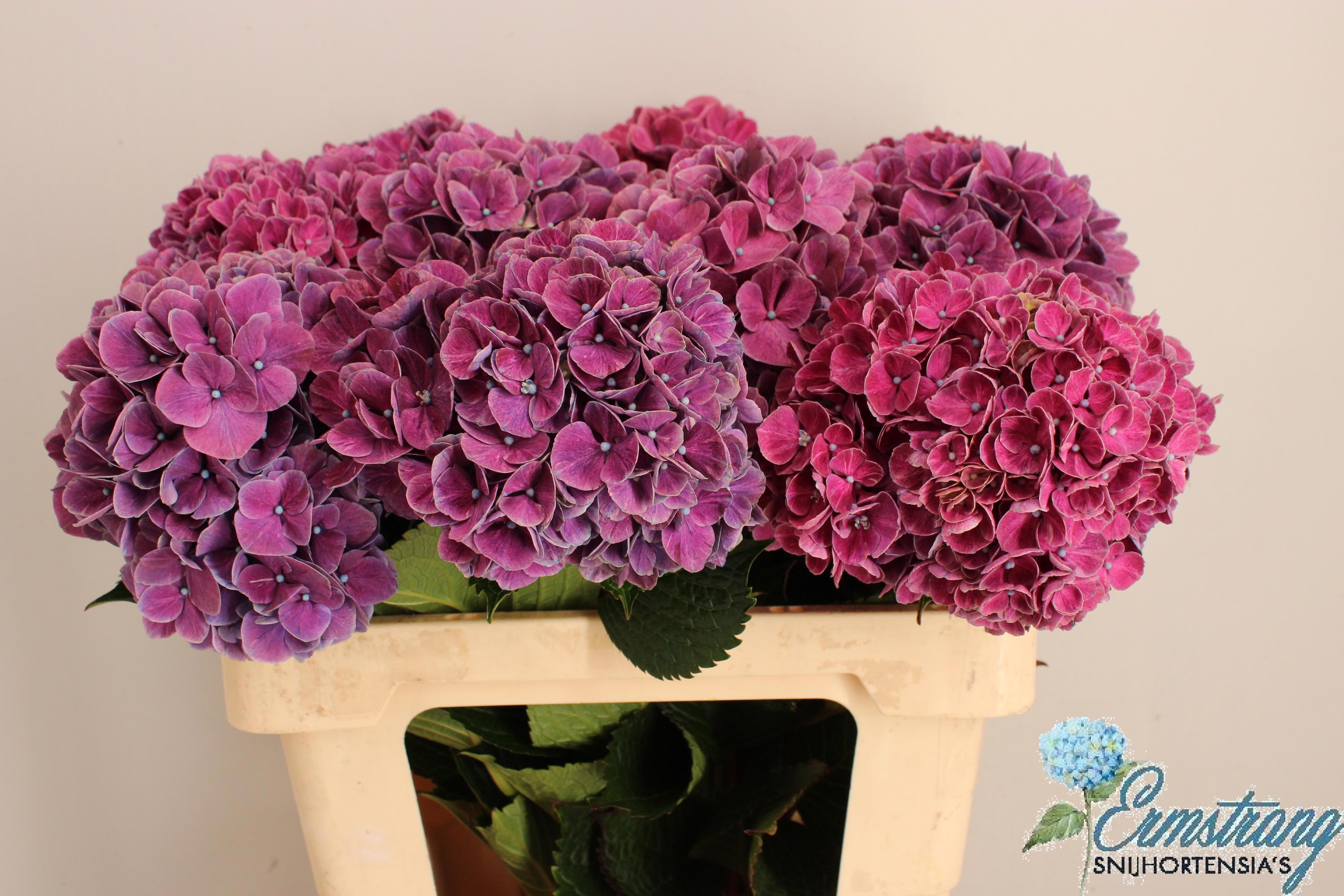 Hydrangea Sweet Ruby 60cm 14Ø