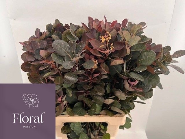 Cotinus Royal Purple 70cm