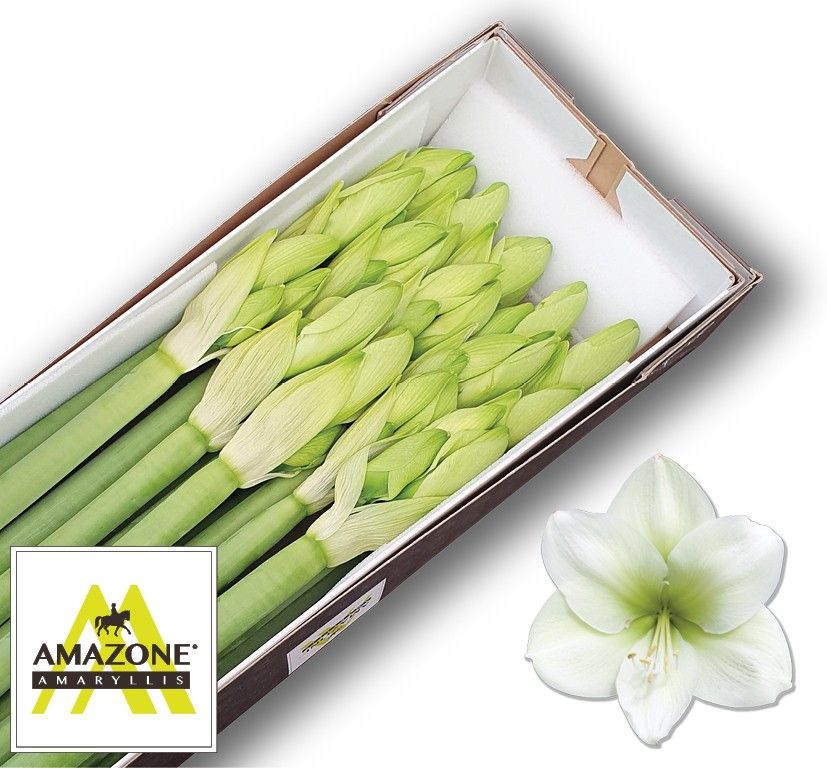 Hippeastrum Casa Blanca 4bl