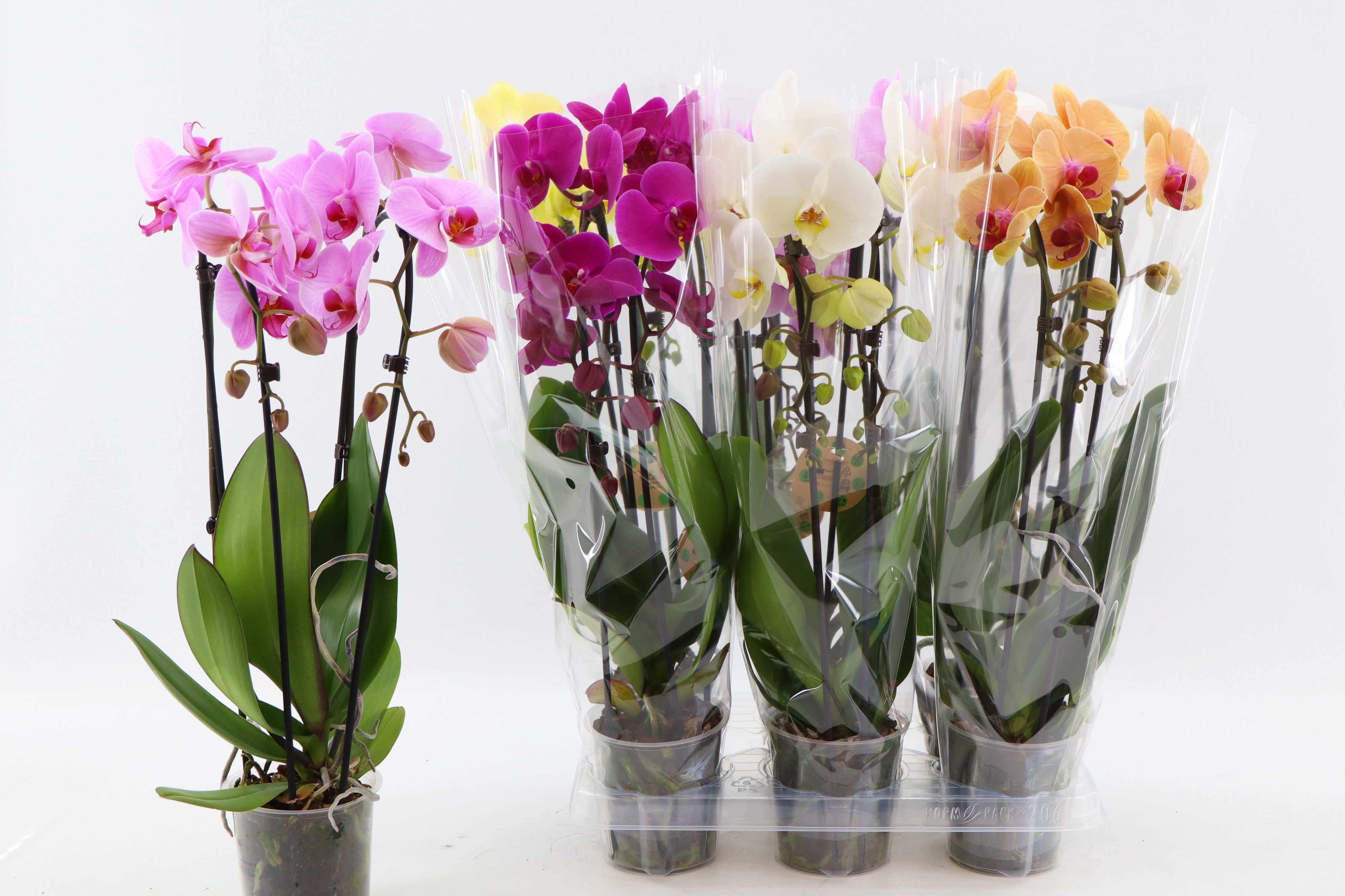 Phal El Cascade 12P 50H 2TAK 16bloem 33bloei