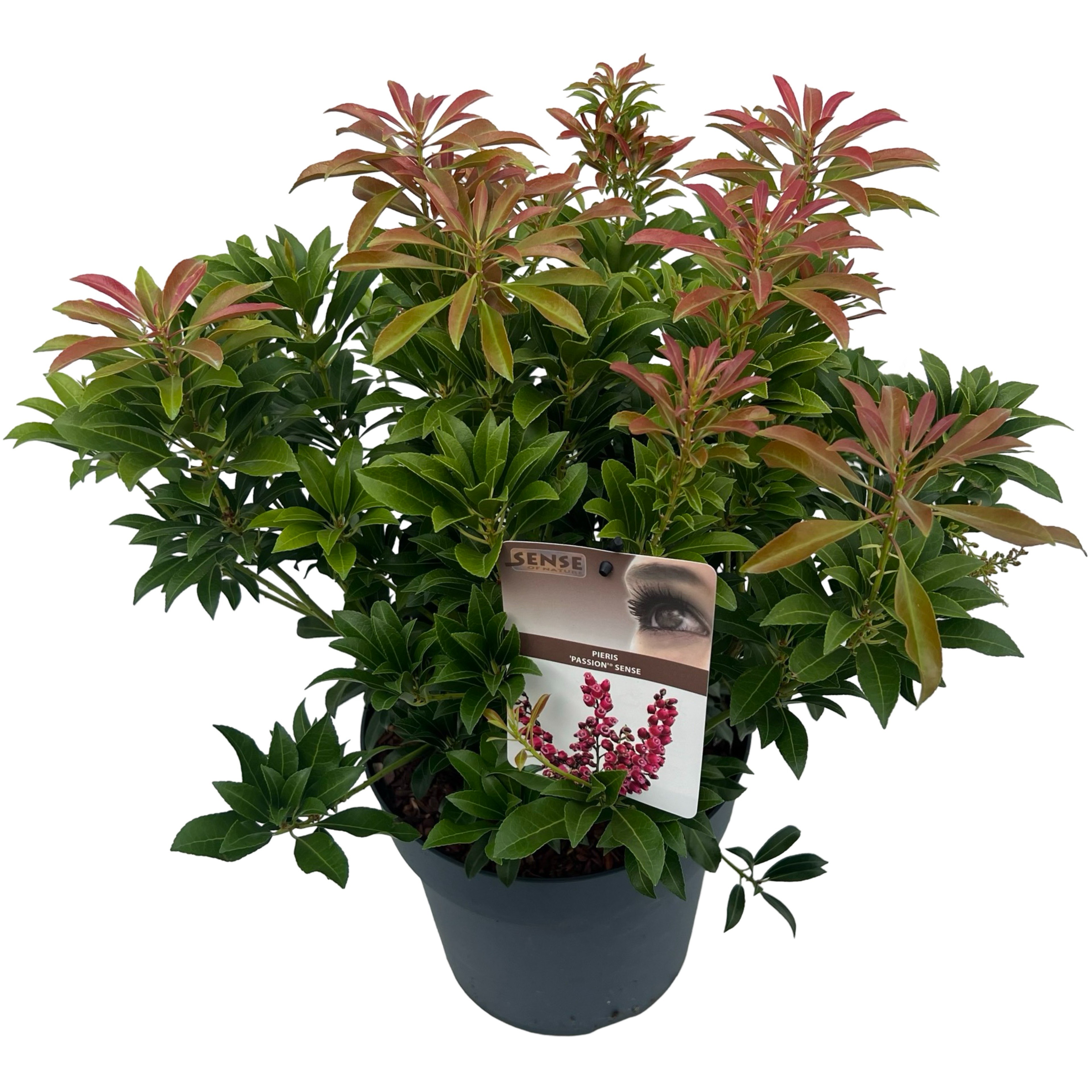 Picture of Pieris jap. Passion P23 (5 Ltr) (LOOSE)