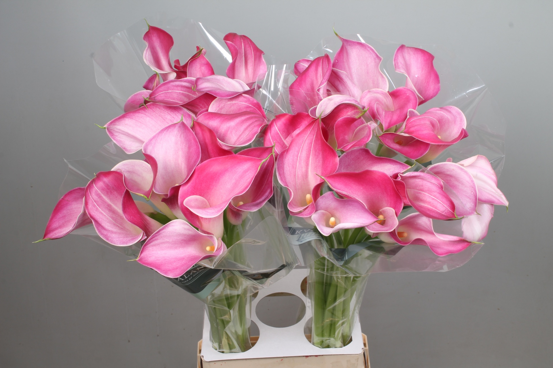 Calla Pink Jewel 80cm