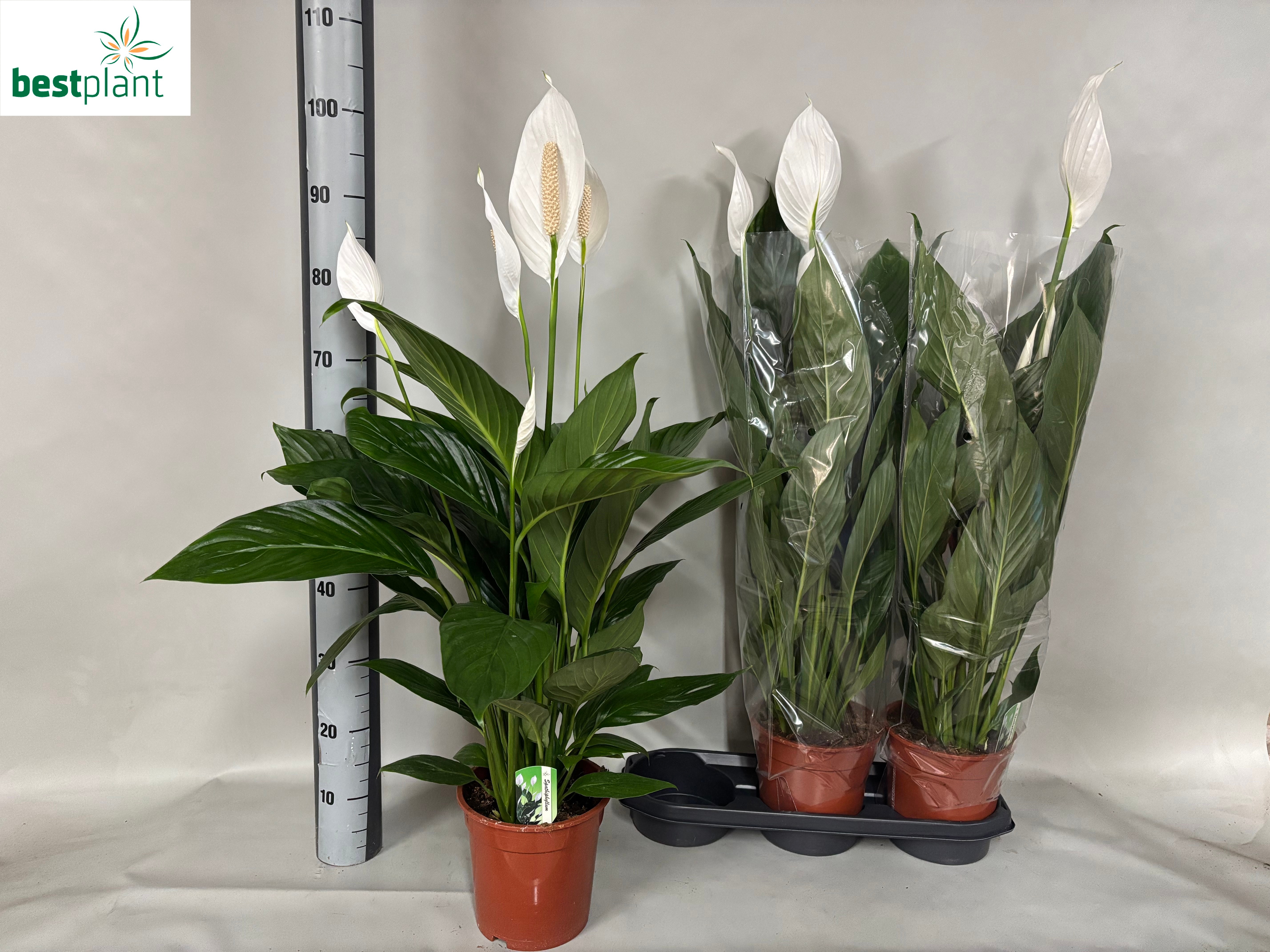 Spath Bingo Cupido 19Ø 90cm
