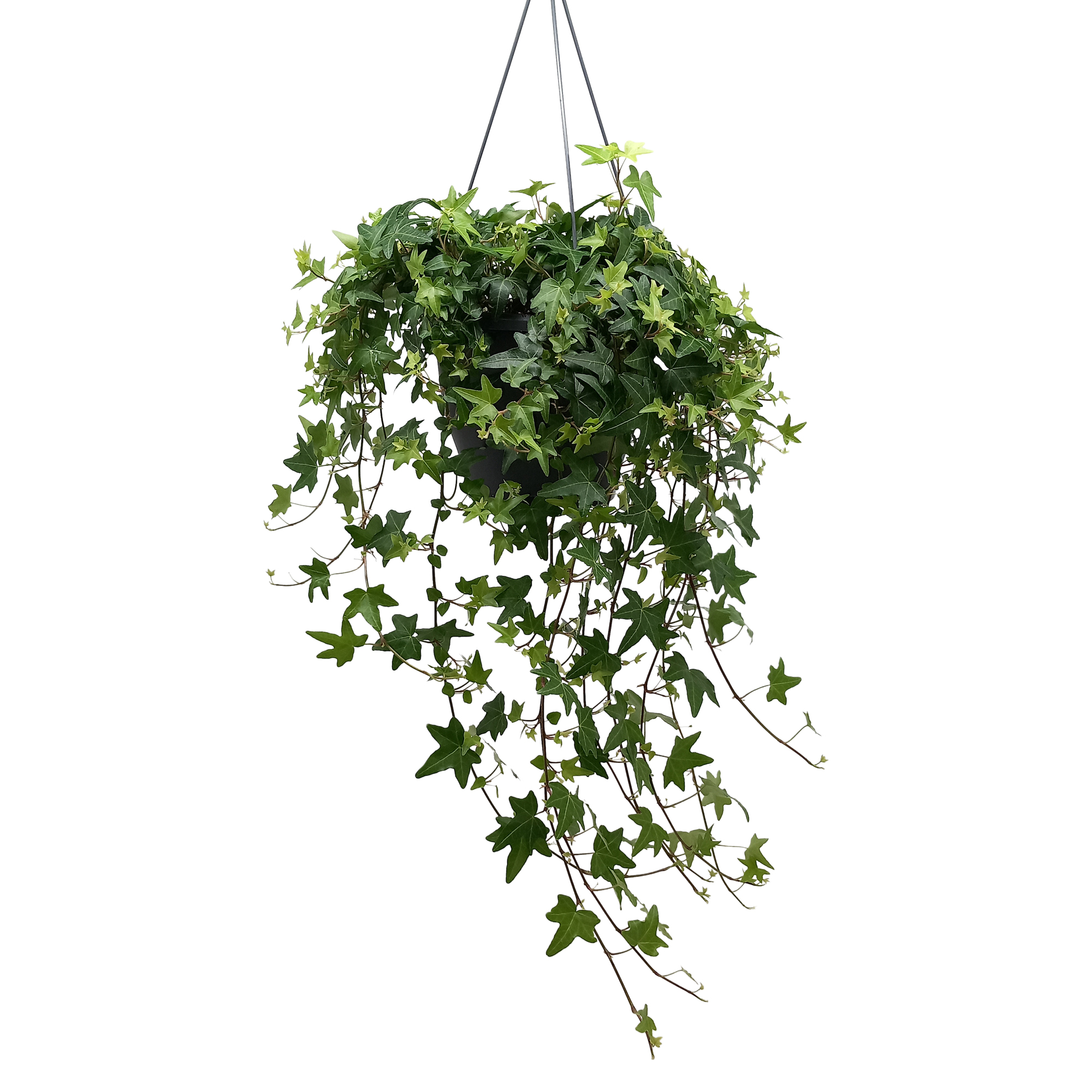 Picture of Hedera helix green P19