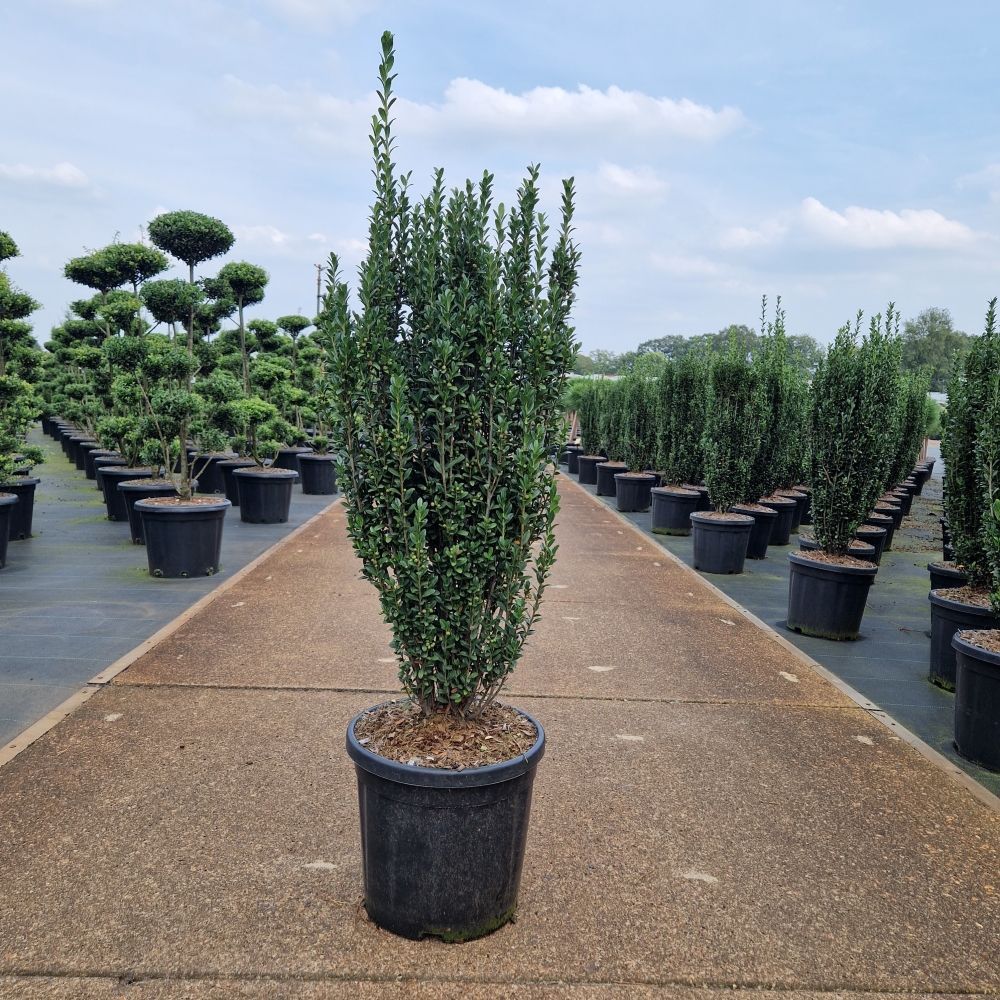 Picture of Ilex crenata Fastigiata C18 70/80 (LOOSE)