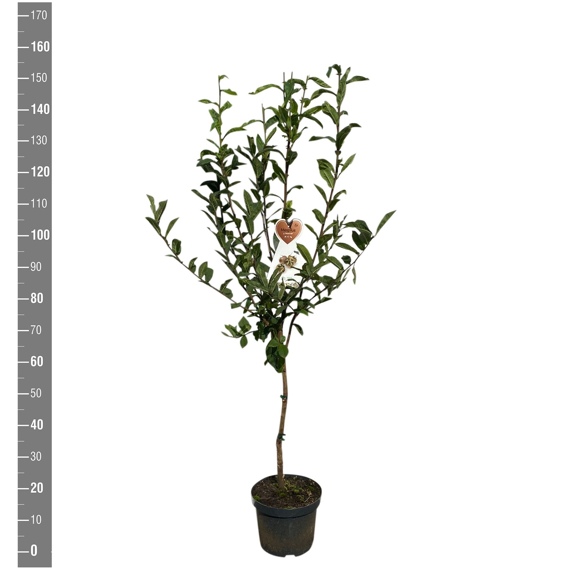 Mespilus germanica 'Westerveld' struik
