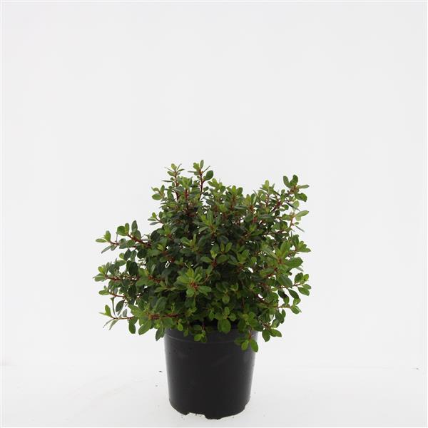 Picture of Escallonia Red Dream P14