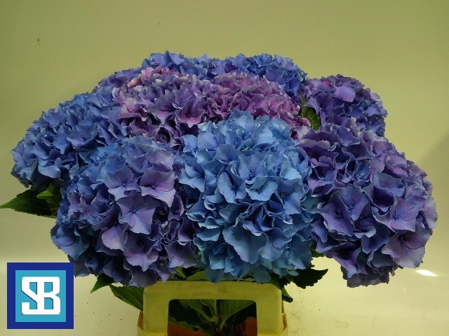 Hydrangea Royal Parade 70cm 18Ø