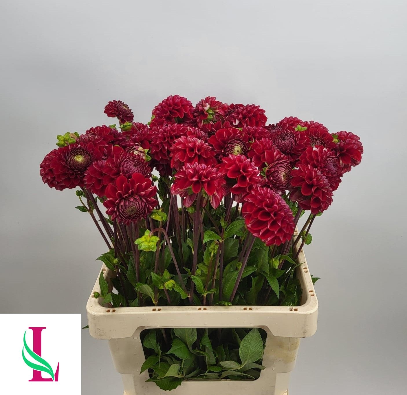 Dahlia Cornel 60cm