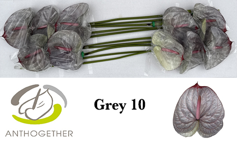 Anth A Klb 'grey' H% 10