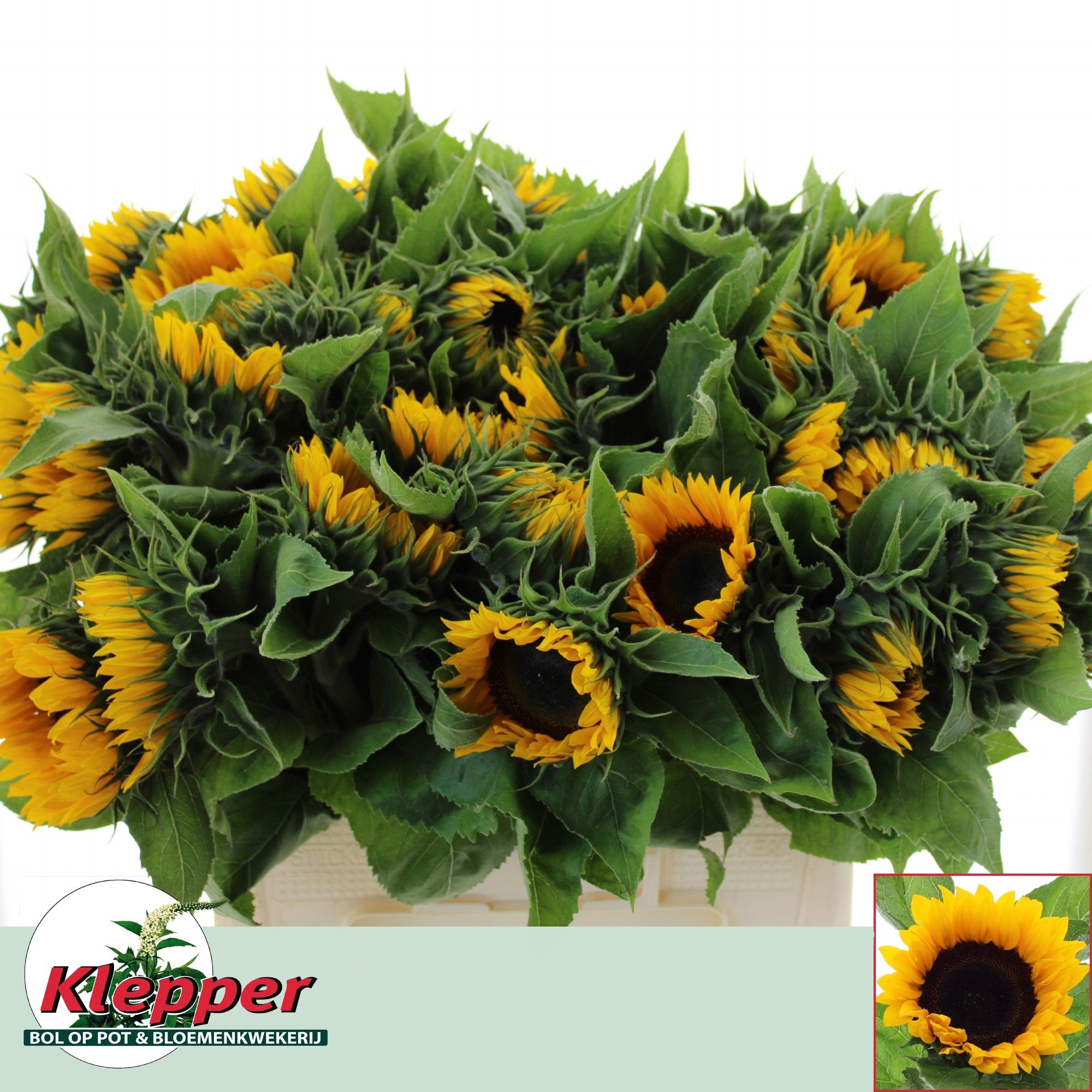 Helianthus Sunrich Or 60cm