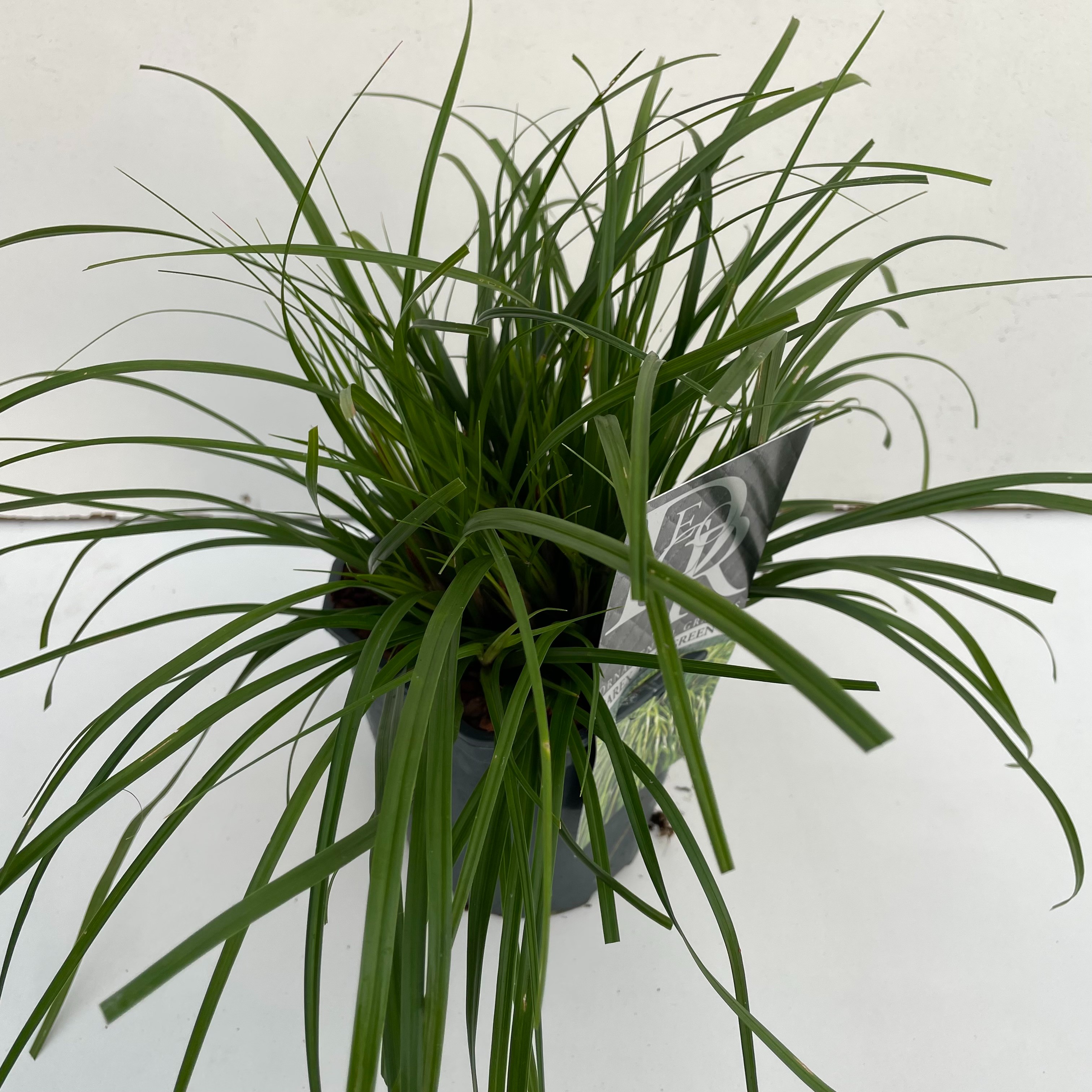 Picture of Carex Evergreen P17 (2 Ltr) Square