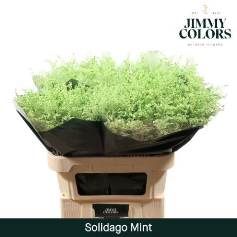 Solidago L70 Mint