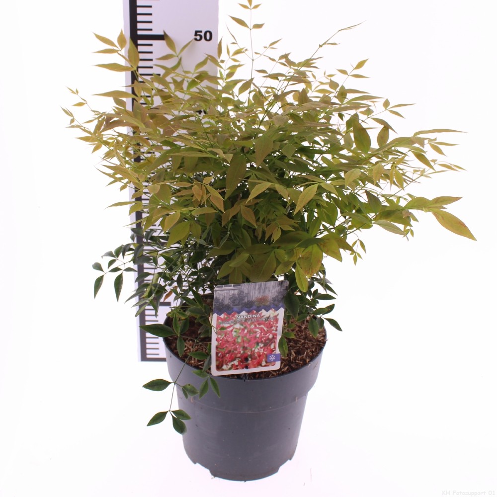 Picture of Nandina domestica 'Gulfstream'