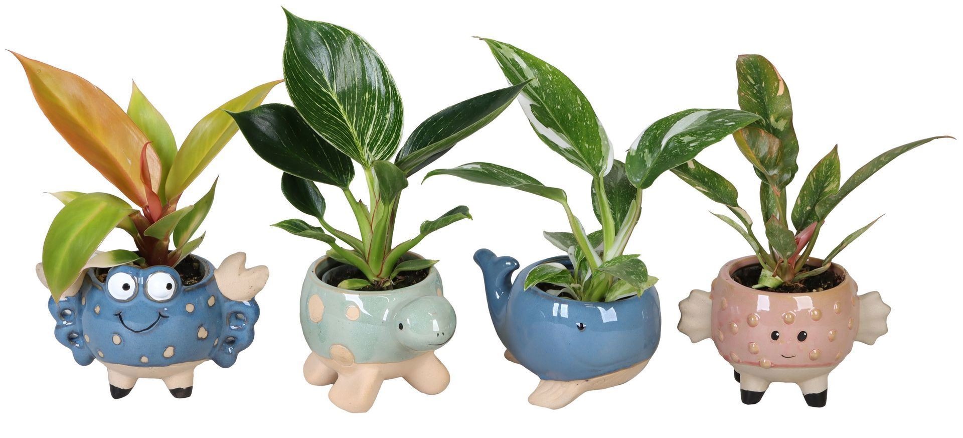 Philodendron L 66600 with Philodendron Mix