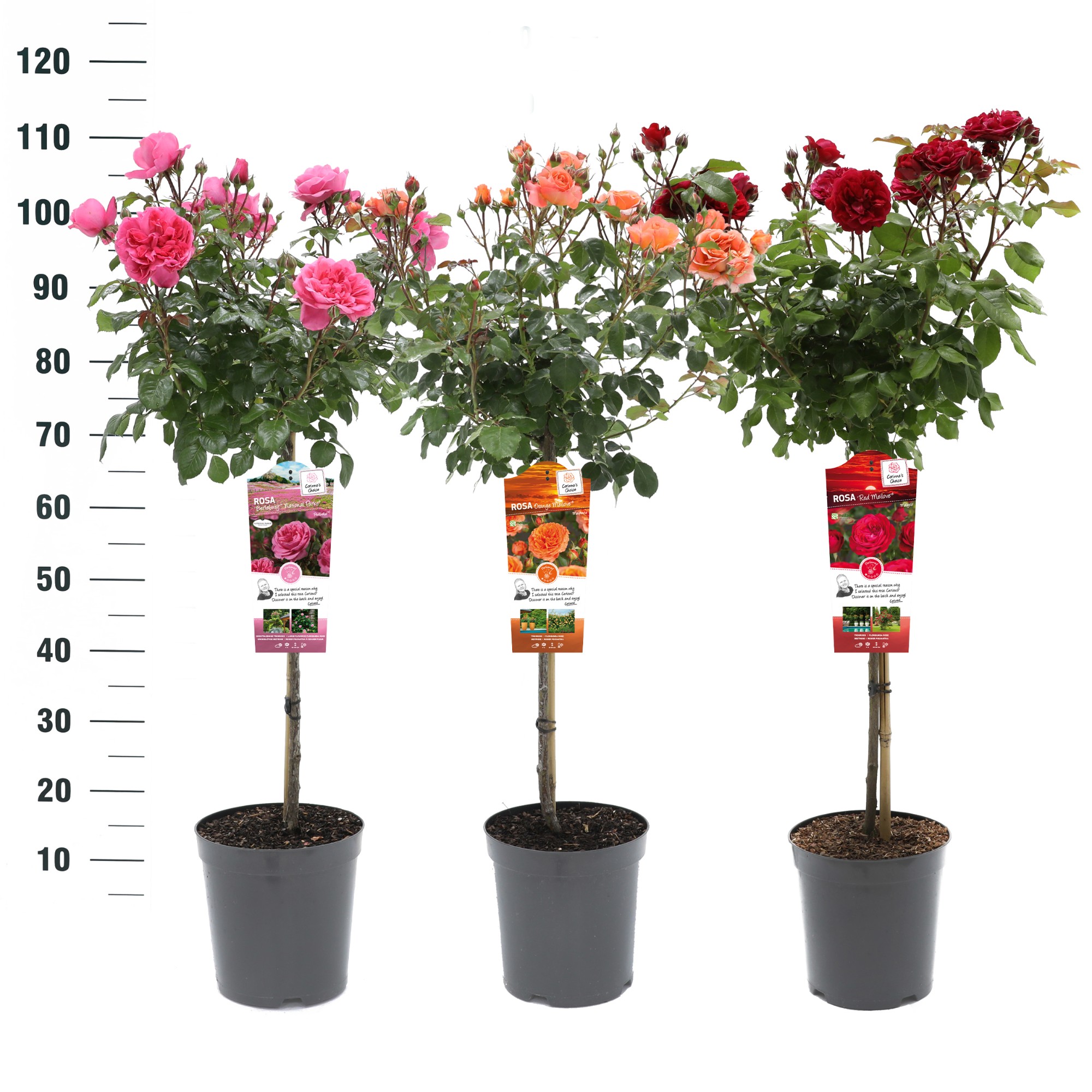 Picture of Rosa in varieties Exclusive Collection P24 (6 Ltr) 60/STD