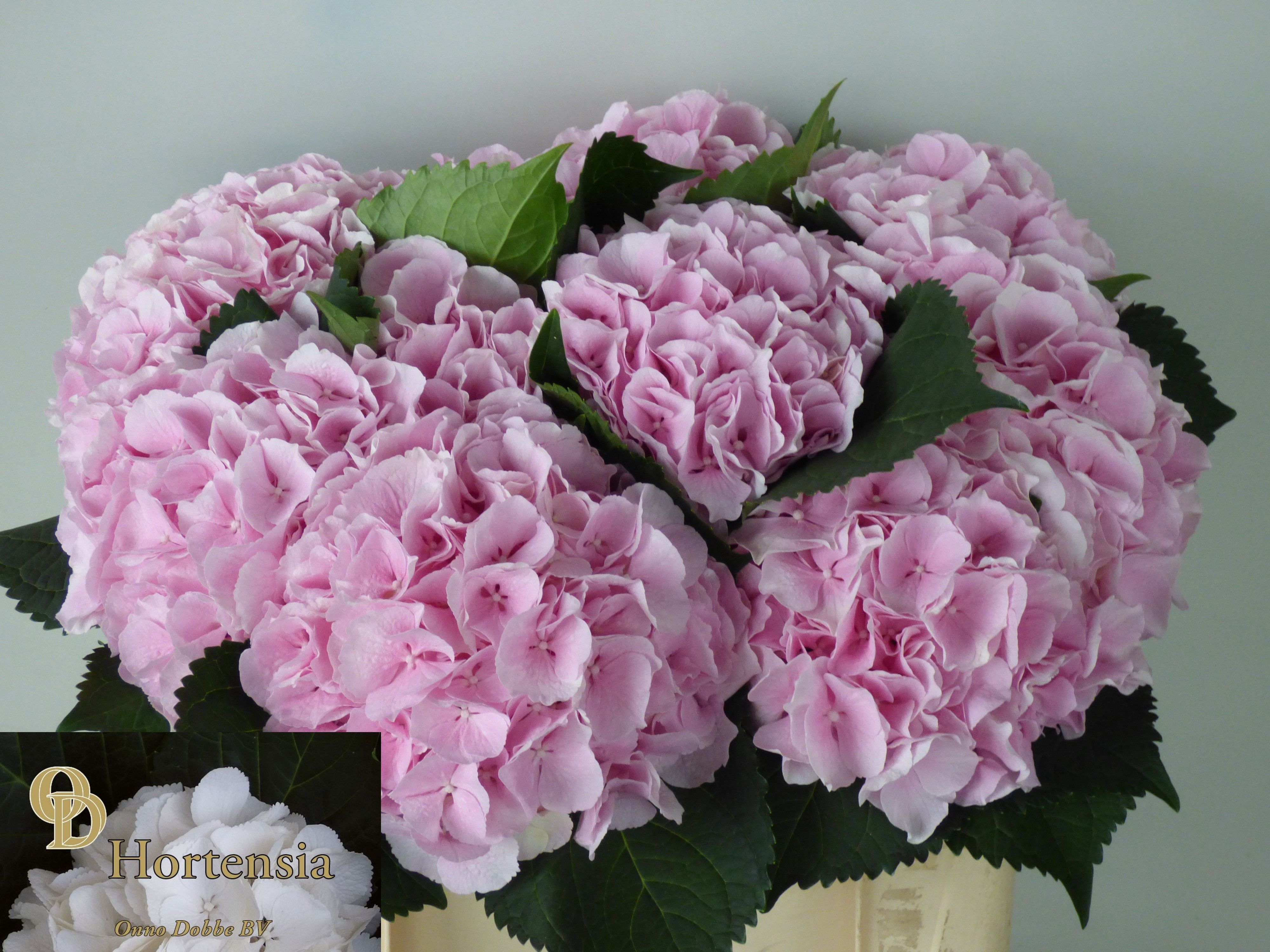 Hydrangea Verena Pink 50cm 24Ø