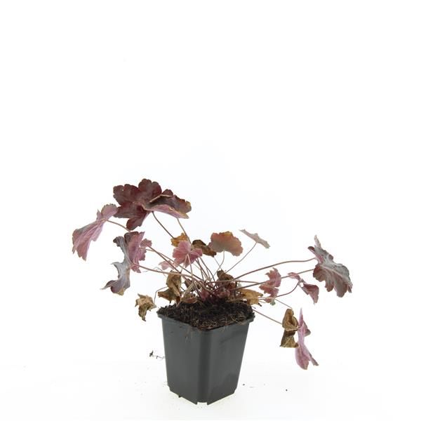 Picture of Heuchera m. Palace Purple P9