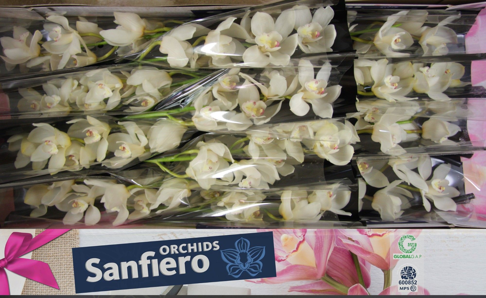 Cymbidium Winterbird Early 90 5/8bl