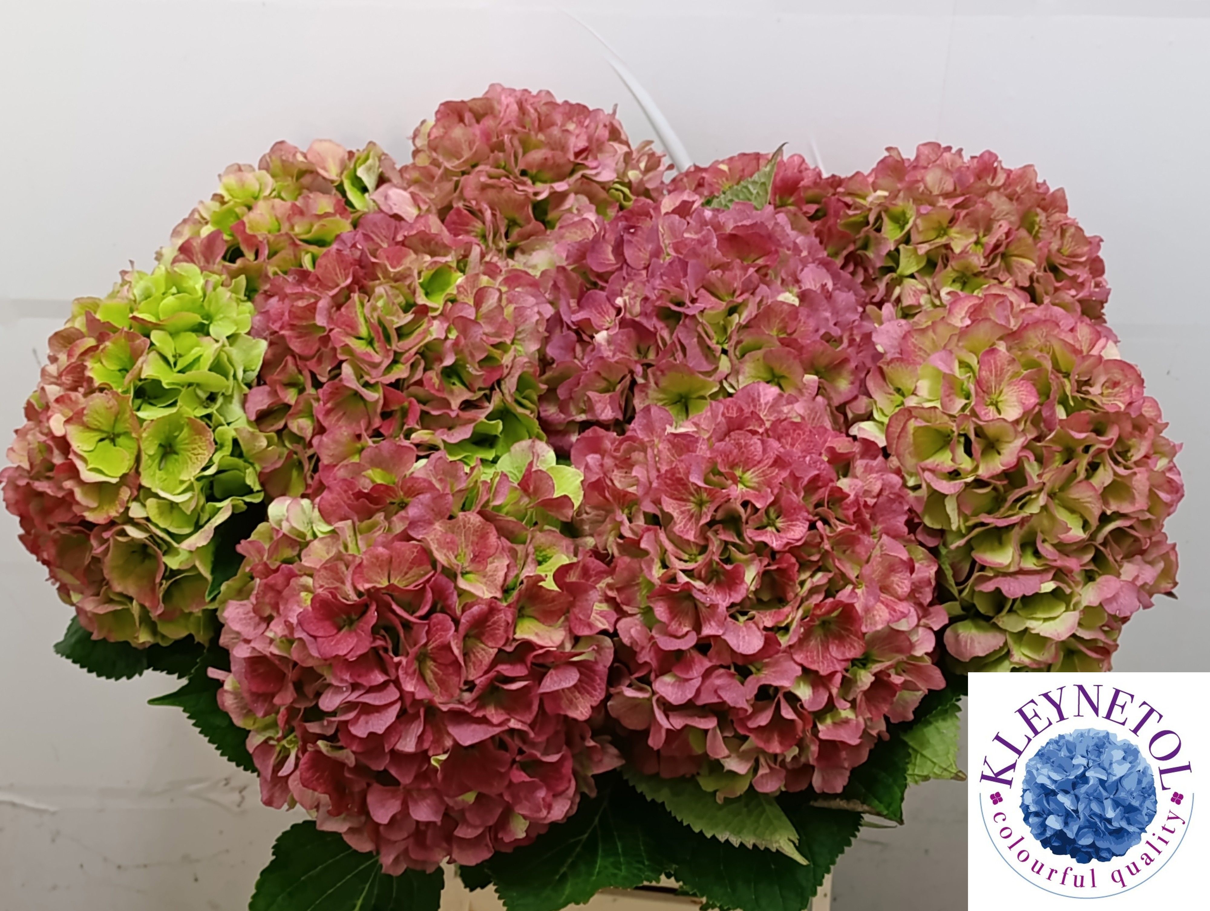 Hydrangea Verena Classic Pink 60cm 22Ø