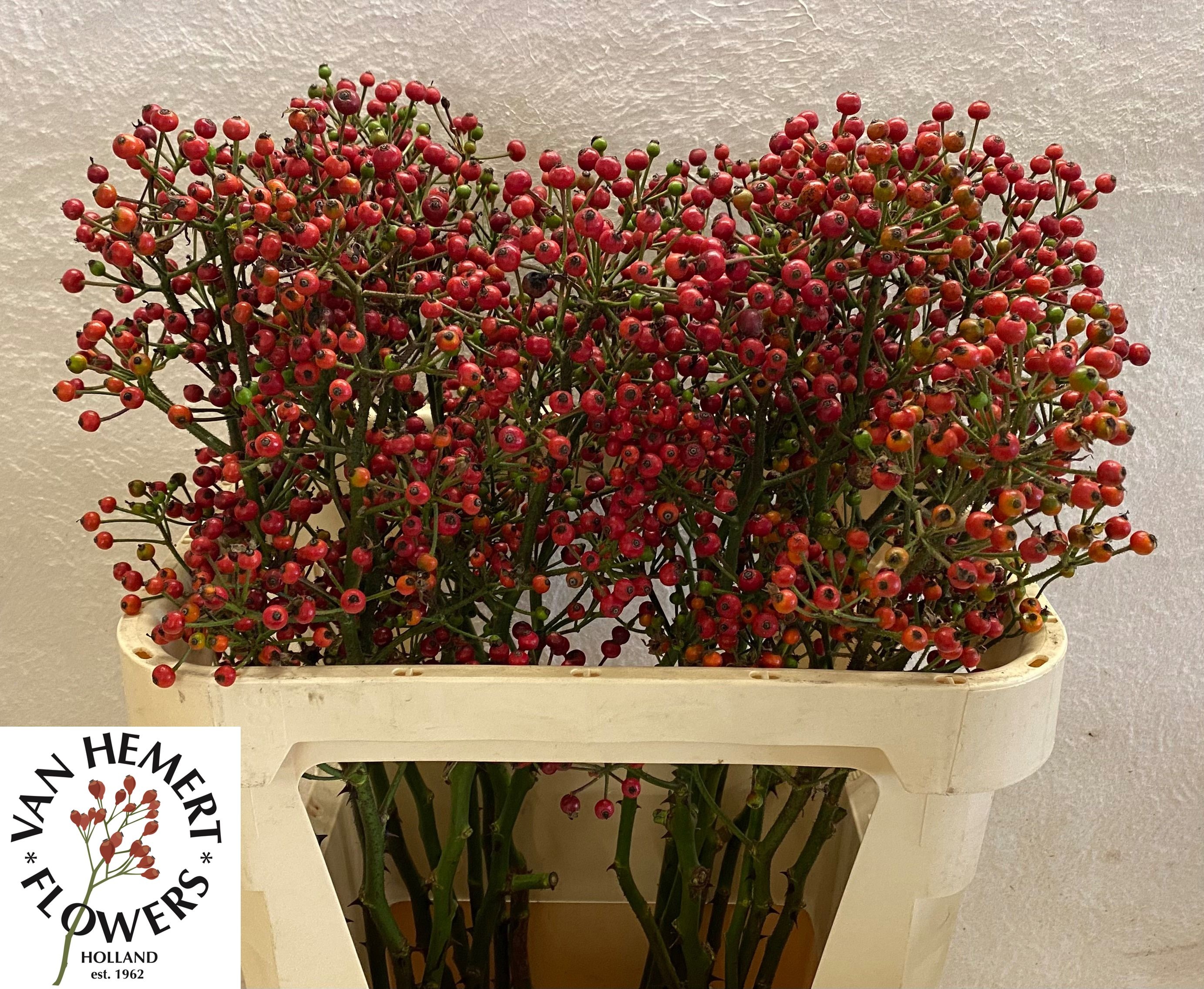 Rosa Red Pearl Hipho 80cm
